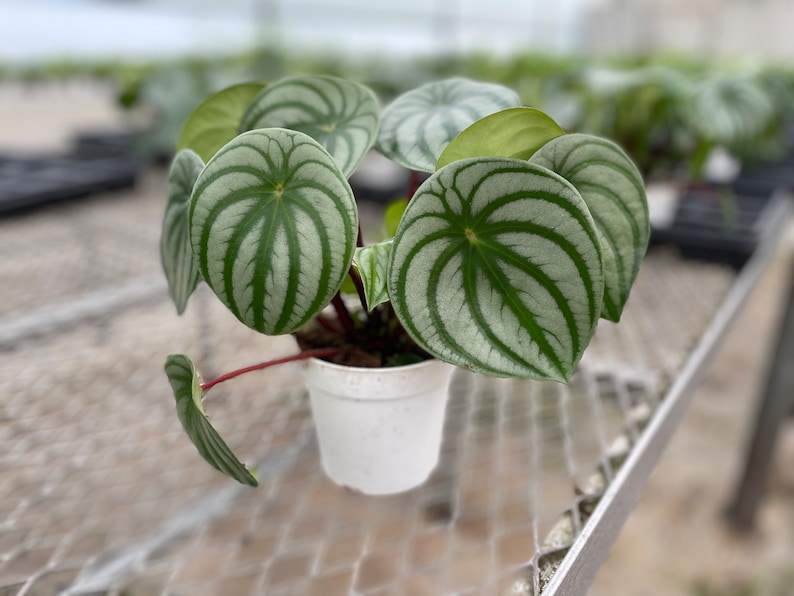GardenGalsPlants Watermelon Peperomia - Thumbnail 3