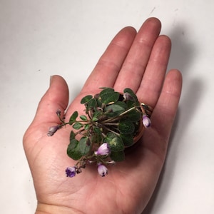 Micro mini African Violet Teeny Bopper