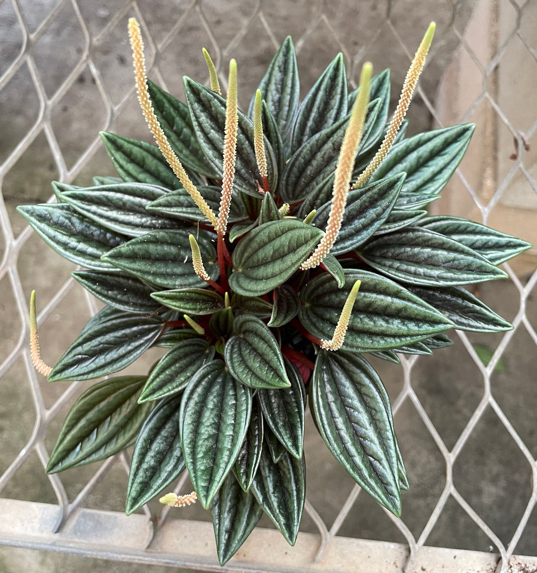 Peperomia Caperata 'rosso' (4 Potted Plant, Ships Potted) - Etsy
