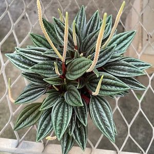 Peperomia caperata ‘Rosso’ (4” potted plant, ships potted)