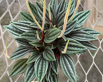 Peperomia caperata ‘Rosso’ (4” potted plant, ships potted)
