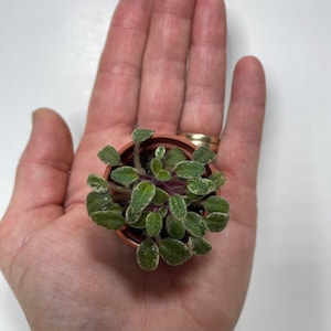 May include: A small green plant with white edges on the leaves is potted in a brown pot. The plant is sitting in the palm of a hand.
