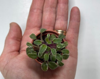 Micro mini African violet Ness’s Tiny Flame