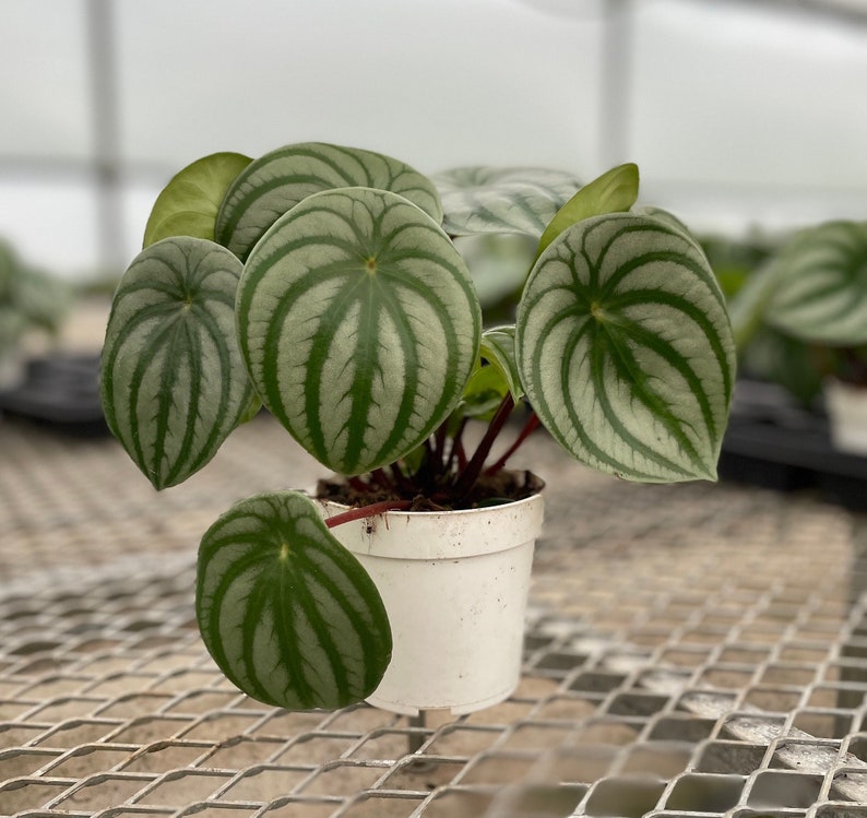 GardenGalsPlants Watermelon Peperomia