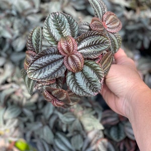 Pan-American Friendship Plant, also called Love Plant Pilea Norfolk image 4