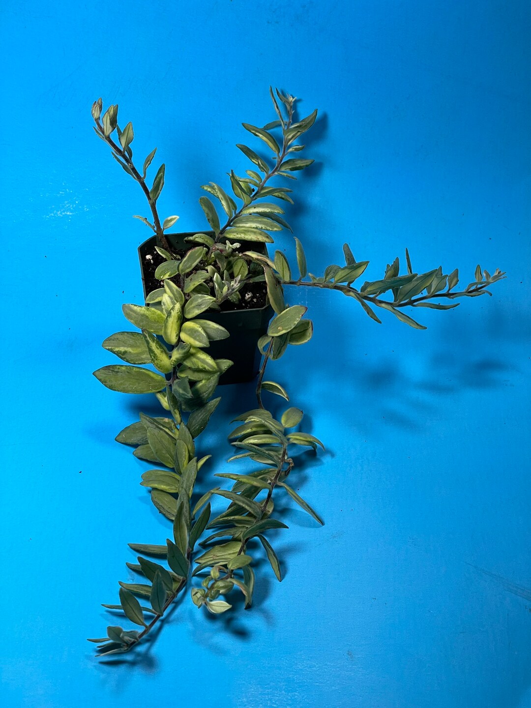 Variegated Lipstick Plant bolero Bicolor aeschynanthus Etsy