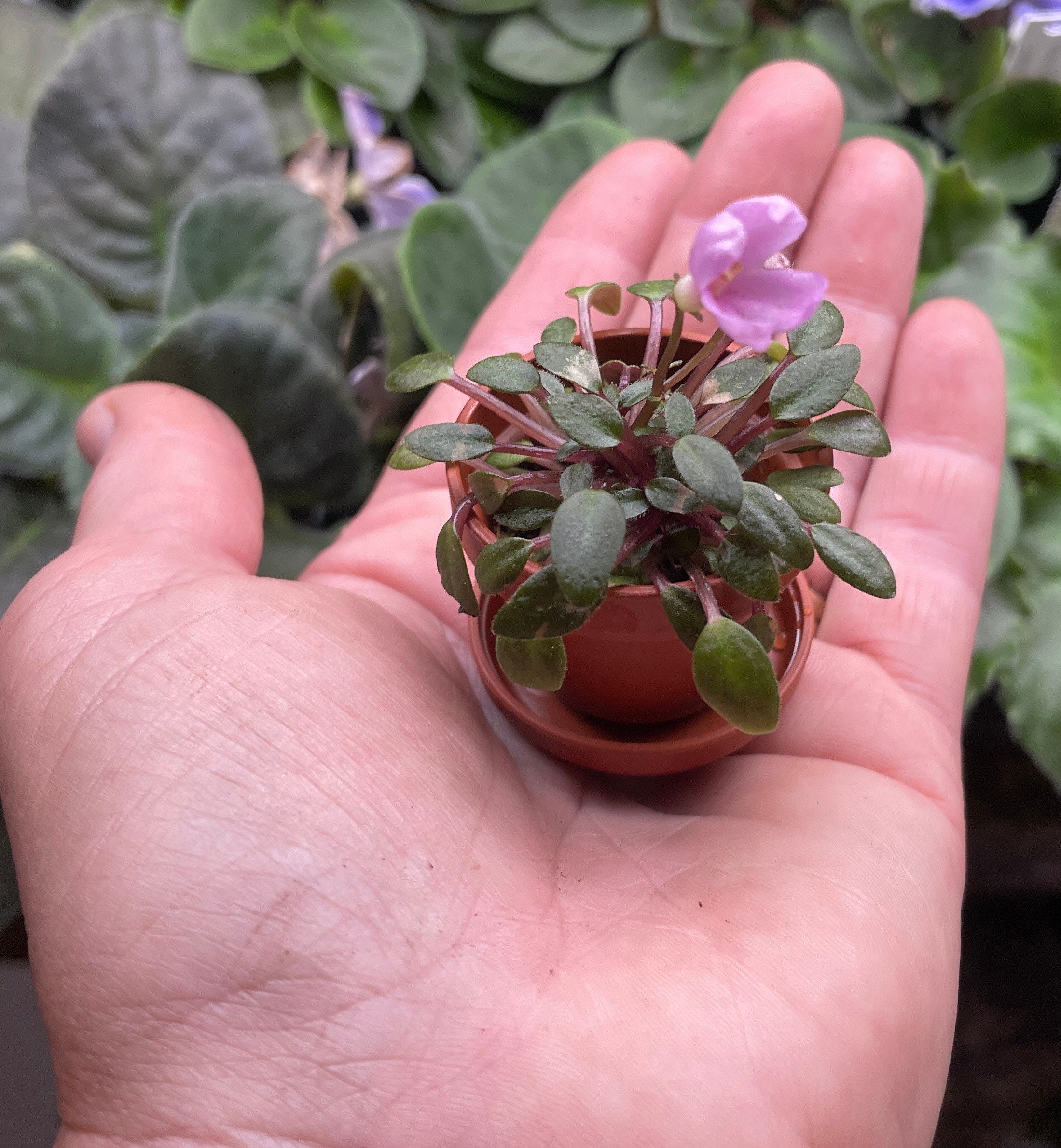 Micro Mini African Violet Spunky Trail - Etsy
