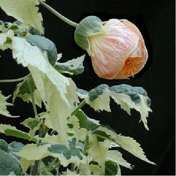 Variegated Flowering Maple (abutilon Savitzii, Potted Plant, Ships Potted,  Available in Two Sizes) - Etsy