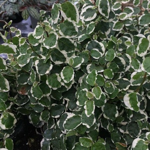 May include: A close-up of a green and white variegated plant with small, round leaves. The plant is in a pot and has a lush, full appearance.