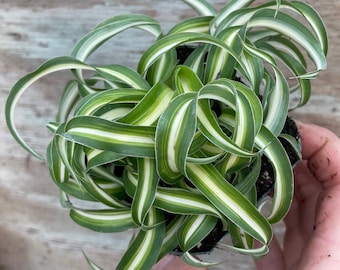 Curly Spider Plant (Chlorophytum Bonnie) potted plants