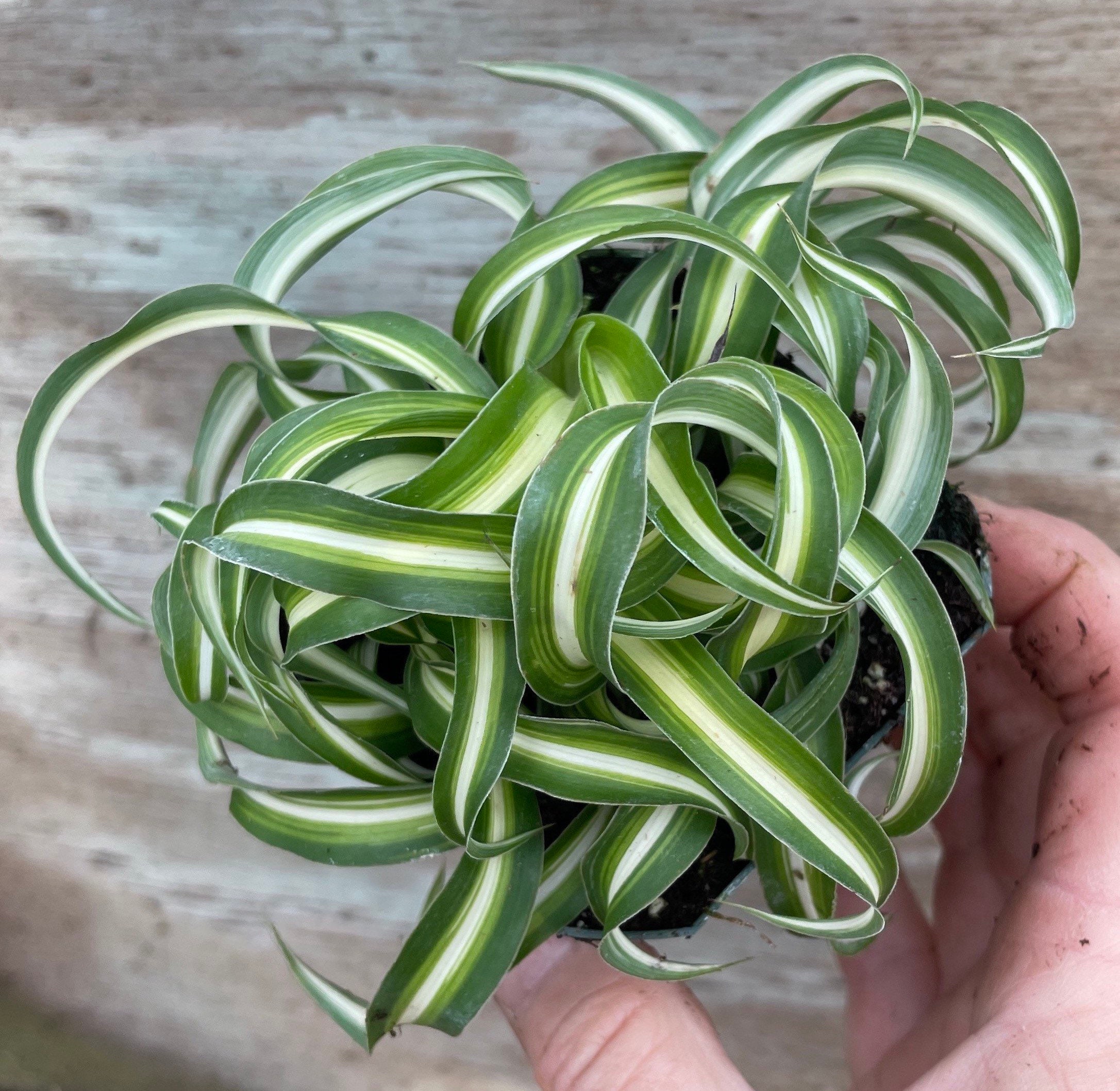Curly Spider Plant (Chlorophytum Bonnie) potted plants