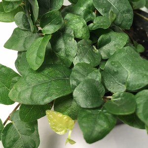 Puede incluir: Primer plano de una planta verde de hojas con algunas hojas amarillas. La planta tiene un patr&oacute;n de crecimiento en forma de vid y est&aacute; en una maceta.
