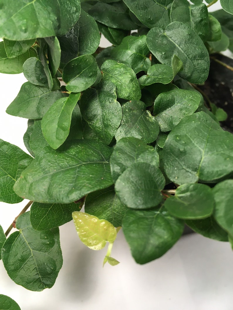 Puede incluir: Primer plano de una planta verde de hojas con algunas hojas amarillas. La planta tiene un patr&oacute;n de crecimiento en forma de vid y est&aacute; en una maceta.