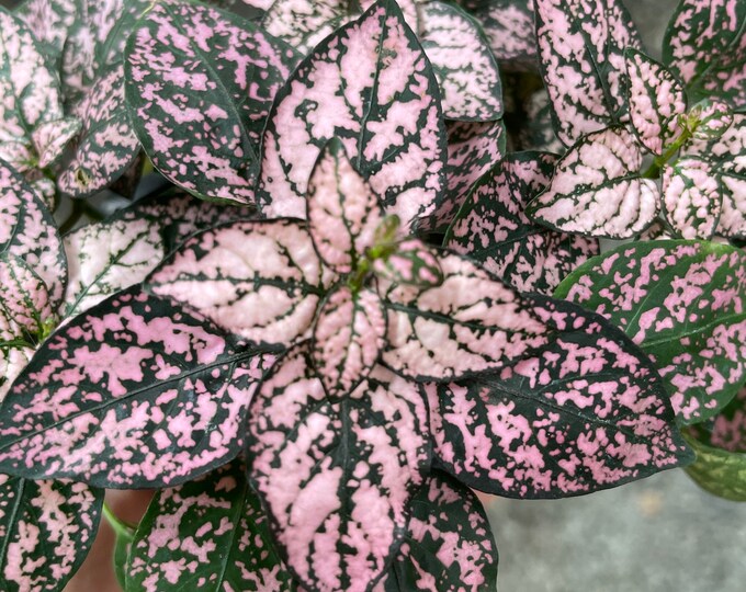 Pink Polka Dot Plant Etsy