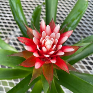 Tufted Air Plant Guzmania monostachia Durahop in full bloom 2/20/2024 image 1