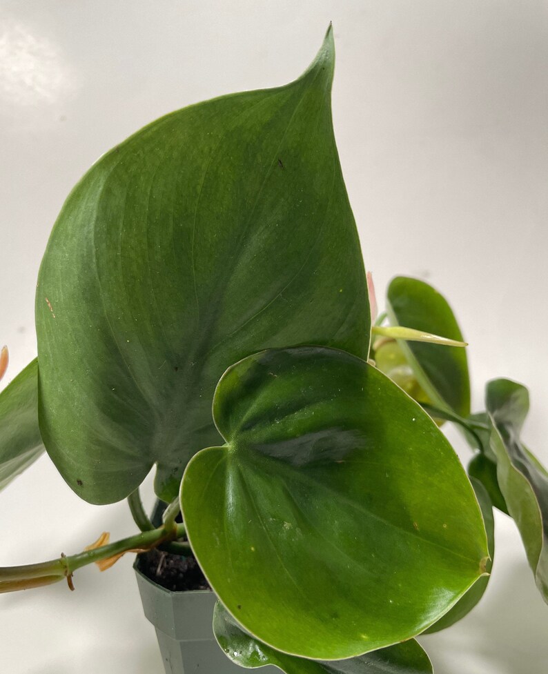 Heartleaf Philodendron Philodendron scandens image 1