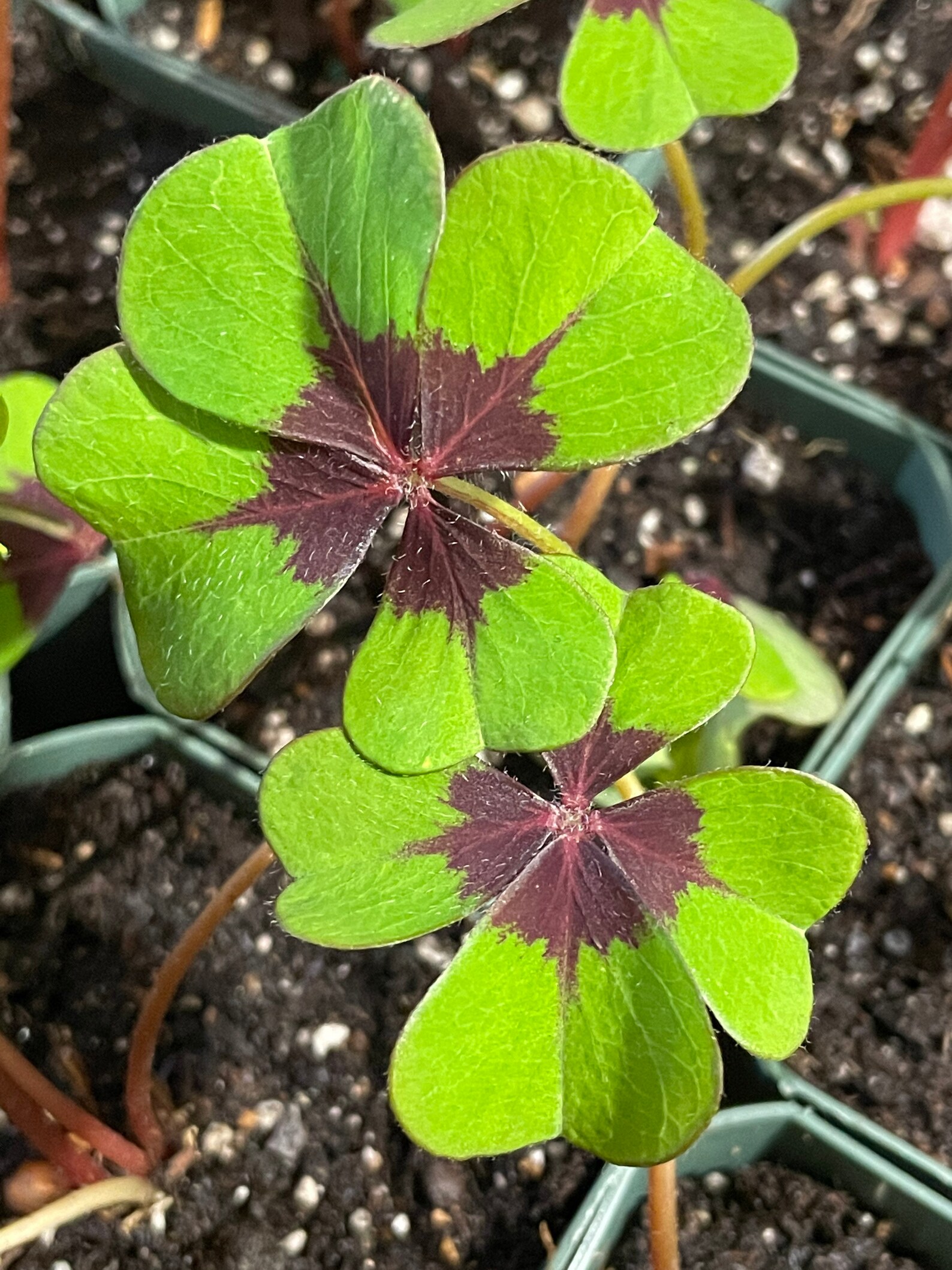 Lucky Shamrock Also Known as Iron Cross Shamrock Etsy