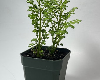 Artillery Fern 3” pot