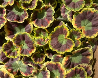 Velma Cox Zonal Geranium, également connu sous le nom de Mme Henry Cox) (Pelargonium « Velma Cox » ou « Mme Henry Cox »)