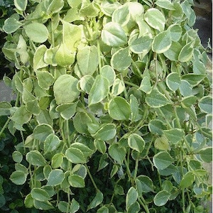 Variegated Philodendron Peperomia