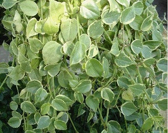 Variegated Philodendron Peperomia