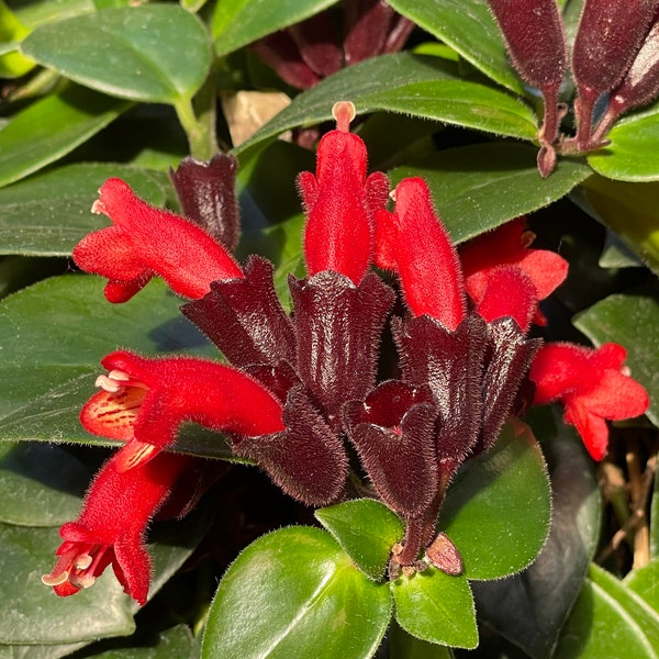 Lipstick Plant Mona Lisa, also known as Basket Vine