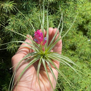 Tillandsia stricta soft leaf air plant in bud 2/11 image 3