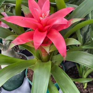 Guzmania lingulata Droophead Tufted Air Plant en pleine floraison 20/02/2024 image 2