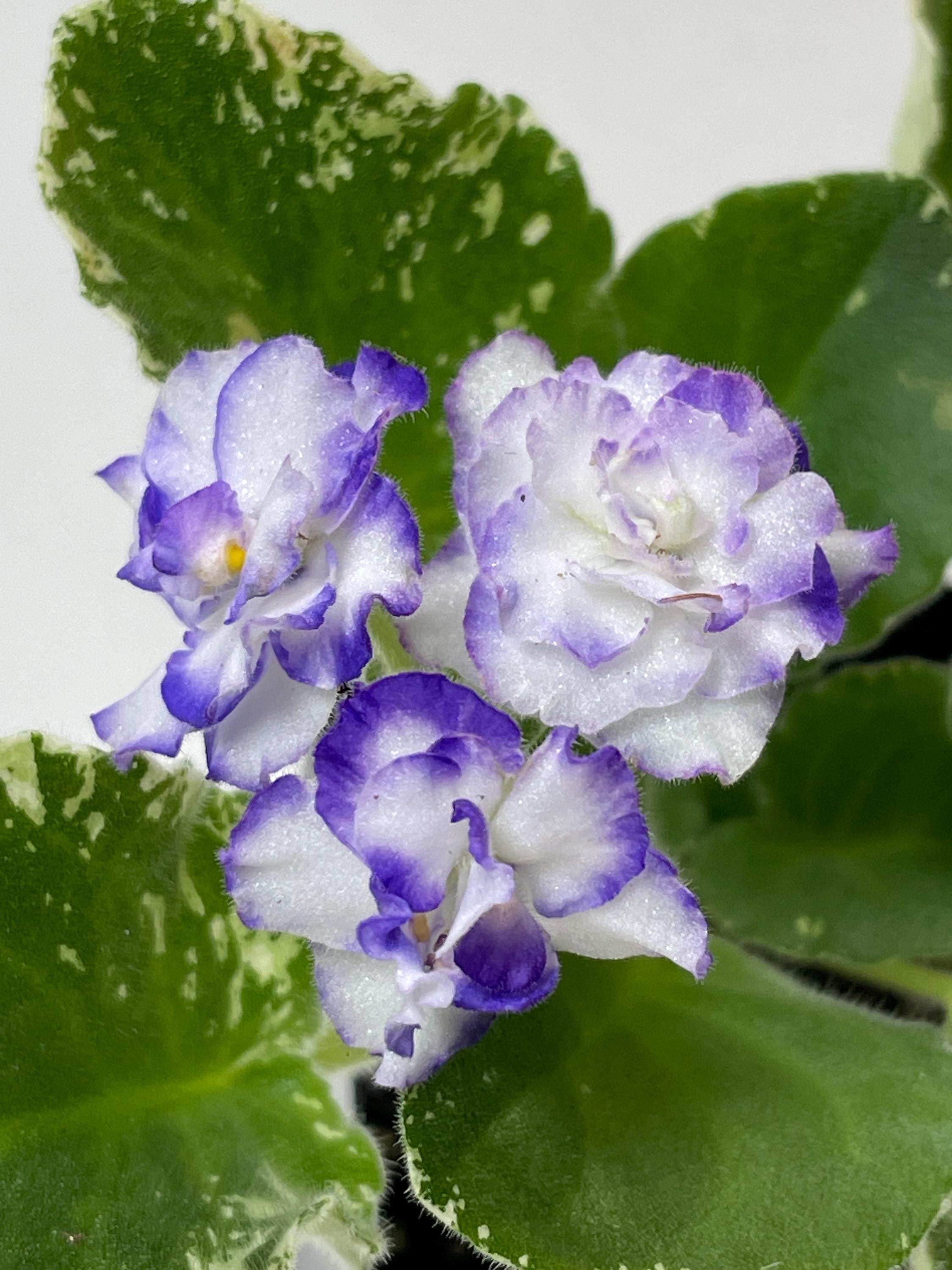 Colorful　KERRY ブレンダー8.0-23-50 Semi Mini African Violet N-aleksandra K - Etsy