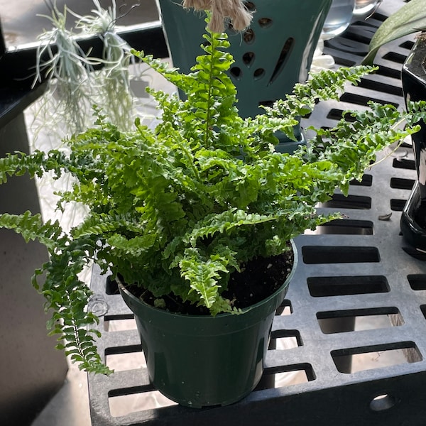 Boston Fern ‘Fluffy Ruffles’