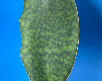 Whale Fin Snake Plant, also known as Shark Fin snake plant (Sansieveria masoniana Victoria, also Dracaena masoniana Victoria) RARE