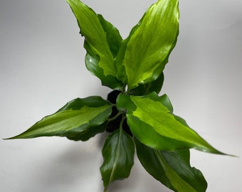 Aglaonema Spathonema (Chinese Evergreen Spathonema) RARE!