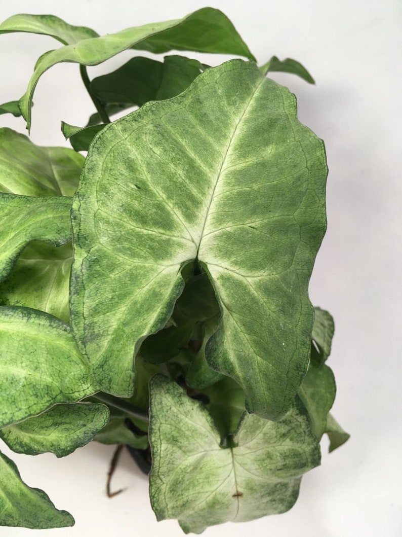 Green Arrowhead Vine Etsy