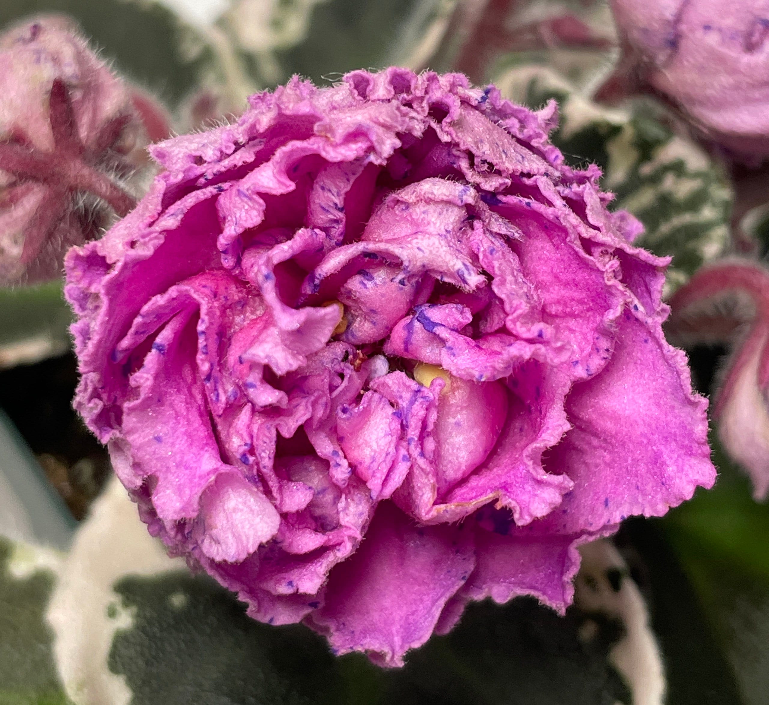 African Violet Sentimental Journey - Potted Plant, Ships Potted - Etsy