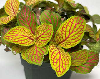 Nerve Plant Skeleton (Fittonia Skeleton, potted plant, ships potted)