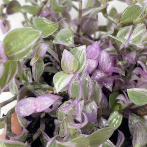May include: A close-up of a houseplant with green and purple leaves. The leaves are long and thin, with a silvery sheen. The plant is in a pot, but the pot is not visible in the image.