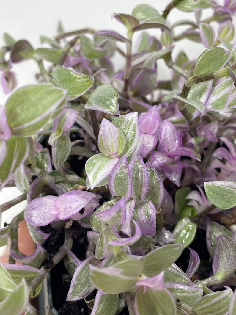 May include: A close-up of a houseplant with green and purple leaves. The leaves are long and thin, with a silvery sheen. The plant is in a pot, but the pot is not visible in the image.