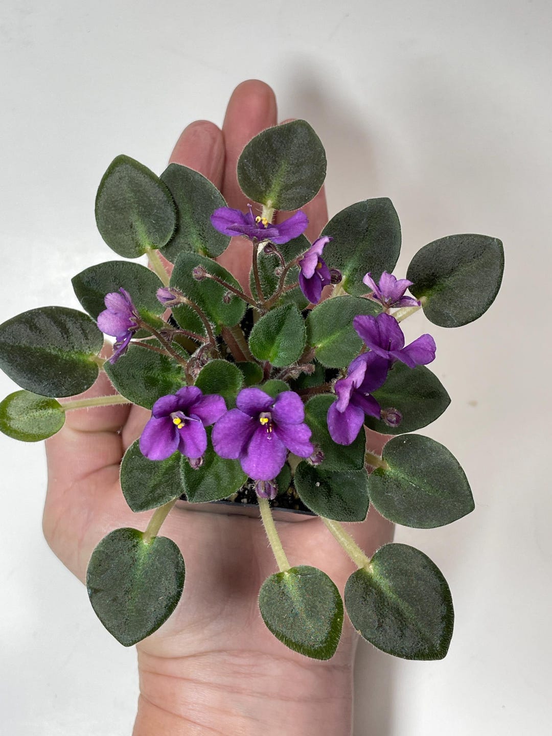 African Violet Jolly Kid