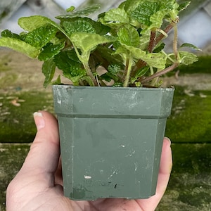 Creeping Charlie (Pilea nummulariifolia, potted plant, ships potted, available in two sizes) Bild 4