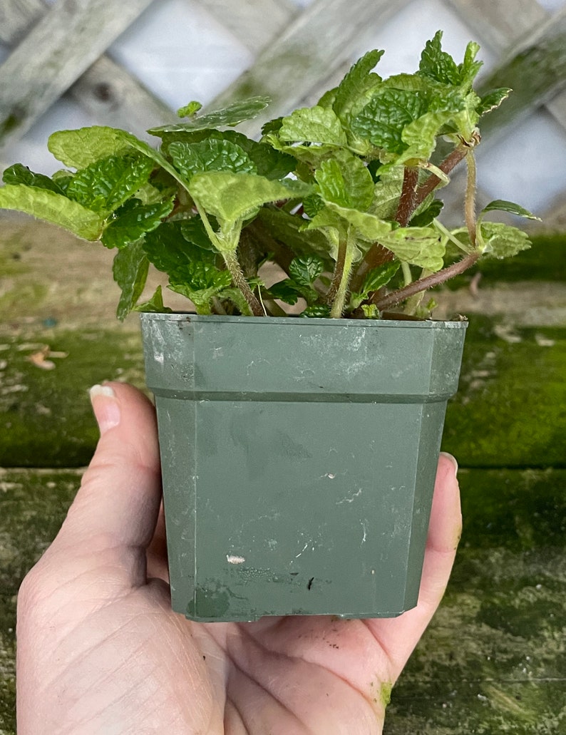 Creeping Charlie (Pilea nummulariifolia, potted plant, ships potted, available in two sizes) Bild 4