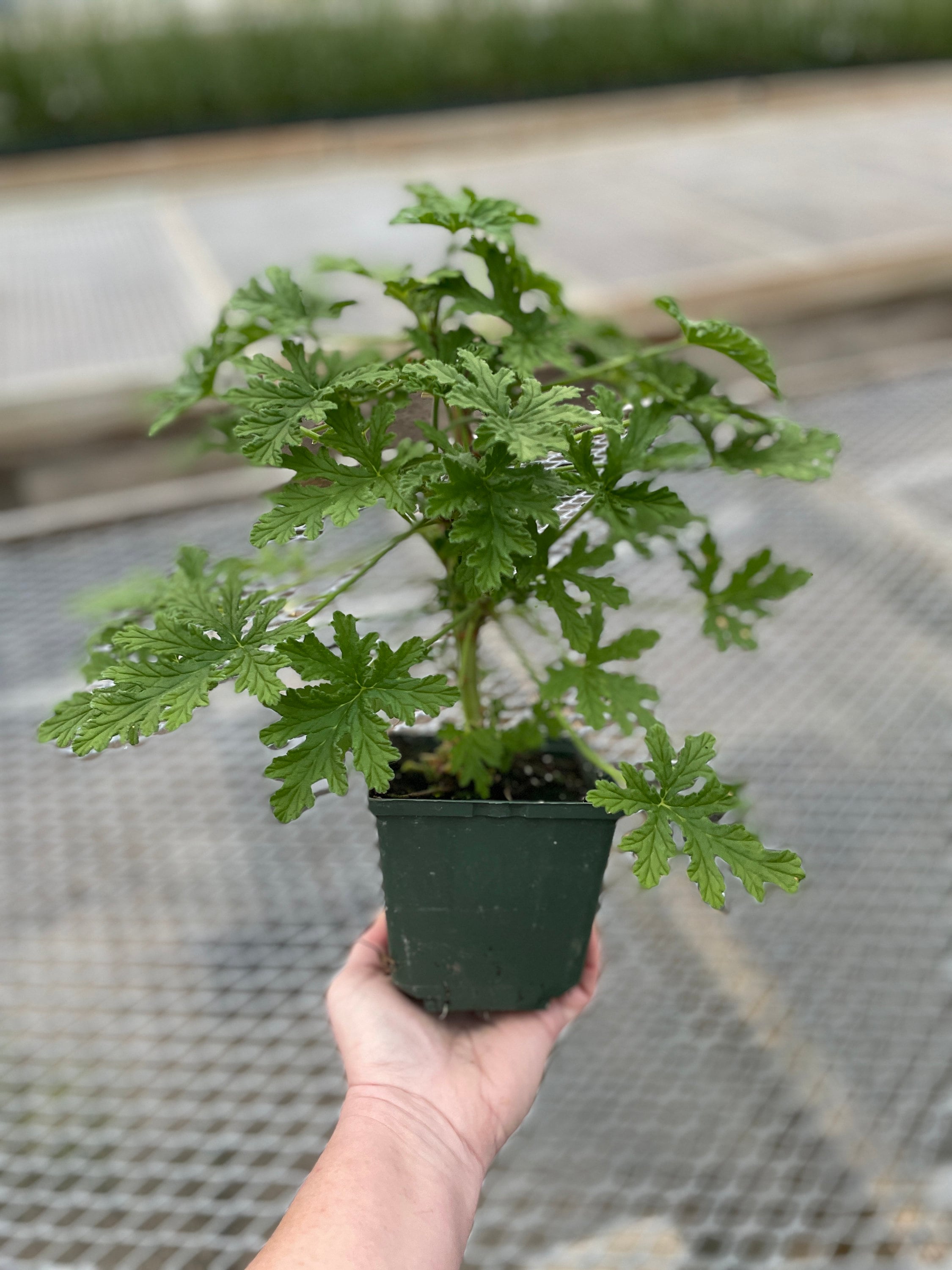 Citronella Scented Geranium (4.5 Pot, Ships Potted) - Etsy