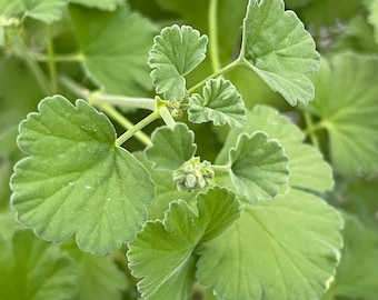 Apple Scented Geranium