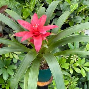 Guzmania lingulata Droophead Tufted Air Plant in full bloom 2/20/2024 image 4