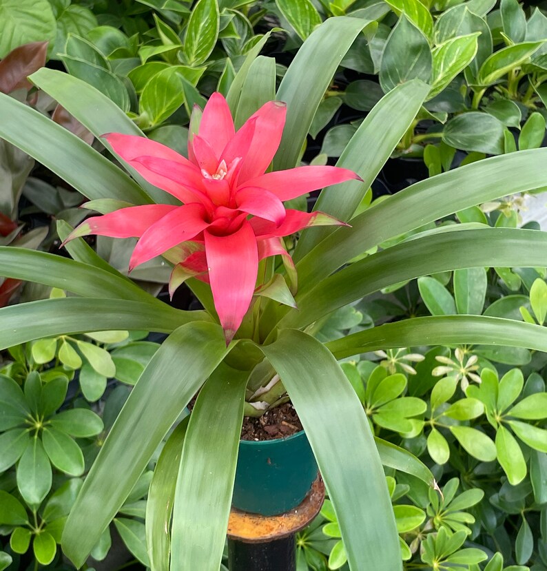 Guzmania lingulata Droophead Tufted Air Plant en pleine floraison 20/02/2024 image 4