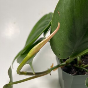 Heartleaf Philodendron Philodendron scandens image 6