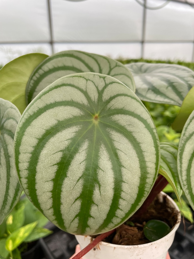 GardenGalsPlants Watermelon Peperomia - Thumbnail 2