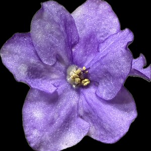 violette様【お待ち下さい】＊ご購入用 il_300x300.6935788732_kpzu.jpg