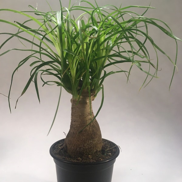 Ponytail Palm