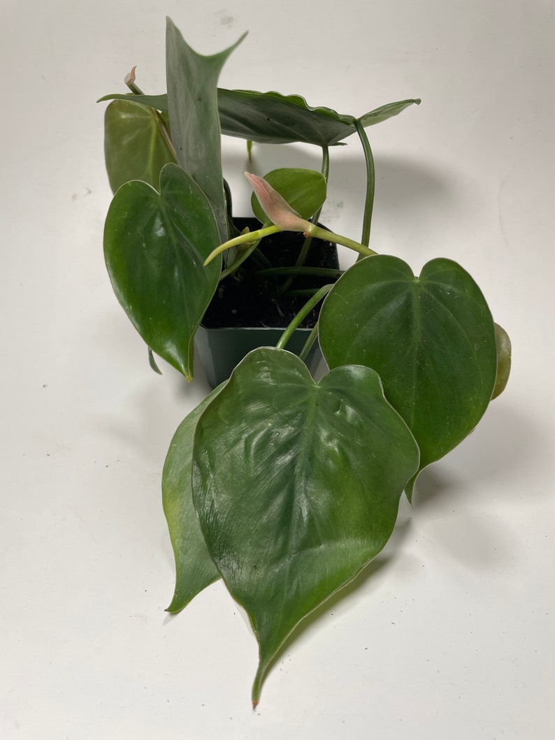 Heartleaf Philodendron Philodendron scandens image 2