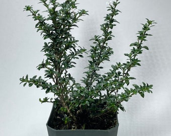 White Serissa (Serissa foetida, 3” potted plant, ships potted)